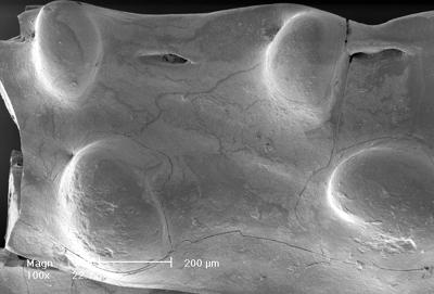 https://files.geocollections.info/large/b6/7c/b67c48cd-0145-49e3-b1f2-b6686d9f517a.jpg