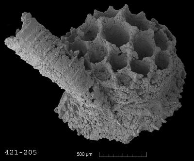 https://files.geocollections.info/large/b6/86/b686e0f3-5b9a-4974-a713-00fb1ef415ab.jpg