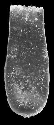 <i><i>Conochitina</i> | Conochitina aff. tuba Eisenack, 1932</i><br />Kolka 54 borehole, 566.40 m, Adavere Stage (546-52)