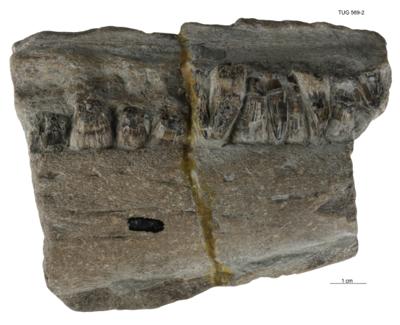 https://files.geocollections.info/large/b6/cc/b6cc0a7a-f1e4-4a89-96e5-8322e4664c0c.jpg