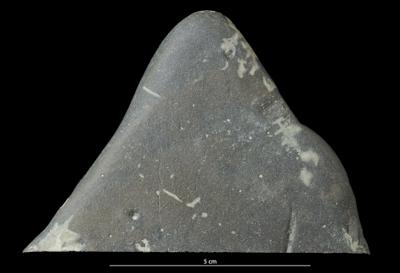 <i></i><br />Kopli quarry,  m, Lower Cambrian (old nomenclature)