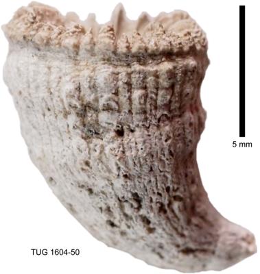 https://files.geocollections.info/large/b7/3a/b73a7ffd-8214-47eb-8592-efd164005eed.jpg