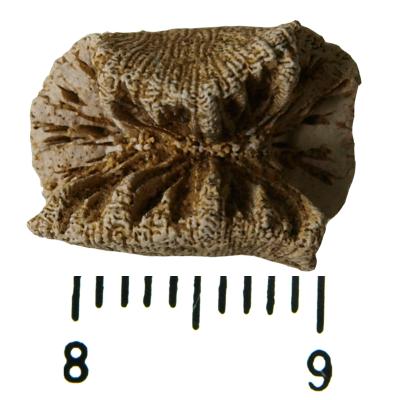 https://files.geocollections.info/large/b7/5f/b75fc936-b727-4271-b870-39acaca641f9.jpg