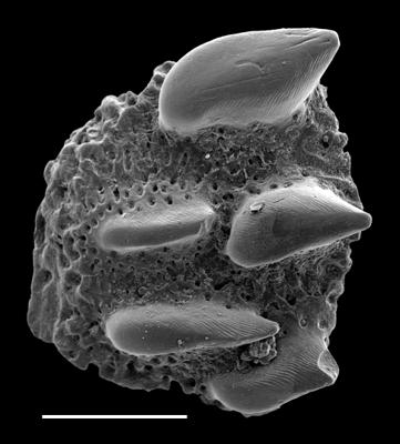 https://files.geocollections.info/large/b7/64/b76406a1-2dc0-4a38-8aca-9d0504e2c104.jpg