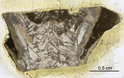 https://files.geocollections.info/large/b7/6f/b76f5124-44f0-4e4a-82b5-4d92b9b080ee.jpg