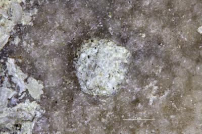 <i>Trypanites isp.</i><br />Paluküla quarry,  m, Vormsi Stage