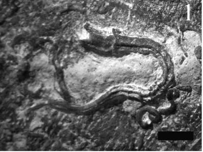 https://files.geocollections.info/large/b7/97/b797687a-f227-4322-bb38-fff25cf920b7.jpg