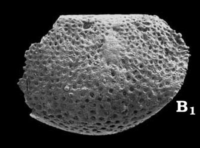 https://files.geocollections.info/large/b7/a1/b7a15414-a645-40ec-889f-65d6a682e96a.jpg