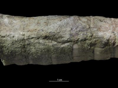 <i></i><br />Aluvere quarry,  m, Idavere Substage