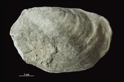https://files.geocollections.info/large/b7/d7/b7d7cffa-6209-47d2-8fe6-73d7dcfb60c1.jpg