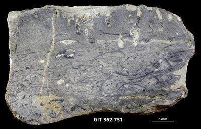 <i></i><br />Ohesaare cliff,  m, Ohesaare Stage