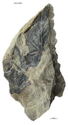 https://files.geocollections.info/large/b7/fa/b7fa4922-8f35-4dd9-a190-69b92a0ff036.jpg