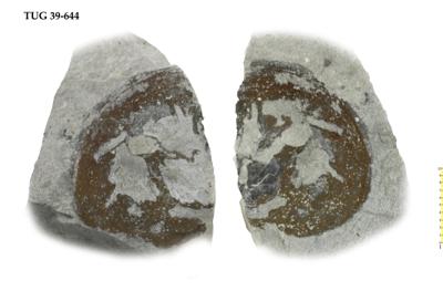 https://files.geocollections.info/large/b8/25/b825c05d-4b10-44c4-a8c9-8e0e05f37bd7.jpg