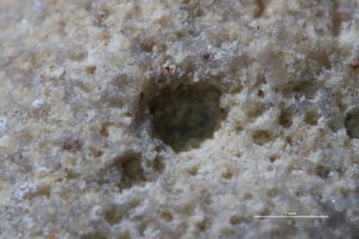 <i>Trypanites isp.</i><br />Aluvere quarry,  m, Haljala Stage