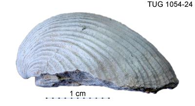 https://files.geocollections.info/large/b8/50/b85002a4-af99-410e-b461-2be218c33d3e.jpg