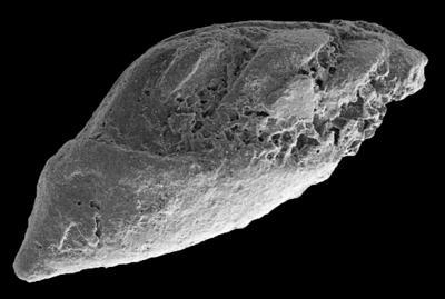 https://files.geocollections.info/large/b8/52/b852982f-3e49-47f1-8a74-eea4ff11f219.jpg