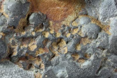 <i>Trypanites isp.</i><br />,  m, 