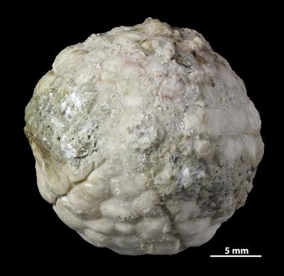 https://files.geocollections.info/large/b8/77/b8778f00-7d69-4210-9f9f-5ce7628cc4db.jpg