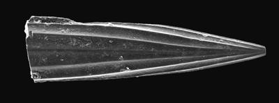 https://files.geocollections.info/large/b8/9d/b89d43d8-abd0-47f7-bb17-b2459658d9a5.jpg