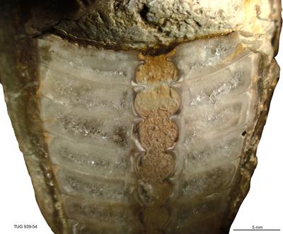 https://files.geocollections.info/large/b8/c4/b8c4e4b6-ad36-491c-b08c-7f1cd6400ae7.jpg