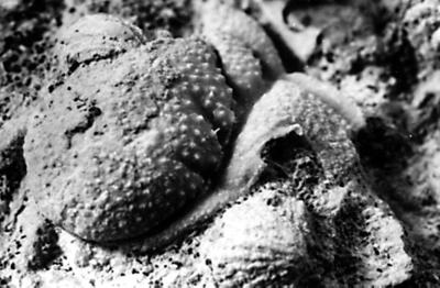 https://files.geocollections.info/large/b8/da/b8da8c5e-2703-40e4-b5fc-be7b6264fc89.jpg