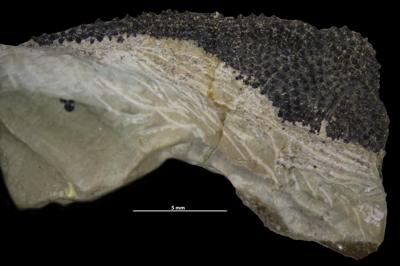 https://files.geocollections.info/large/b8/f0/b8f04f86-988b-4277-a704-7b6dac04e0ad.jpg