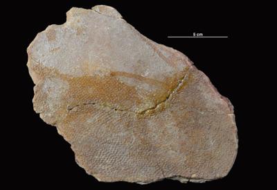https://files.geocollections.info/large/b8/fc/b8fc3678-1991-44a7-802f-6320341b893a.jpg