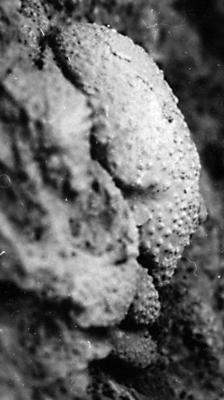 https://files.geocollections.info/large/b9/16/b916812a-3fc7-4fa0-a24d-df669c7b54d2.jpg