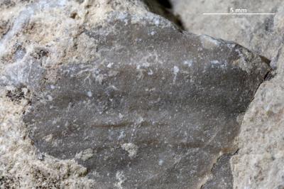 <i></i><br />Saxby shore,  m, Vormsi Stage