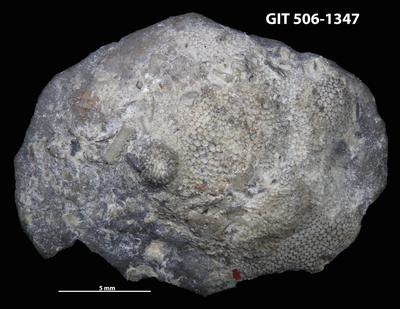 https://files.geocollections.info/large/b9/44/b944584c-a7b1-4b31-966e-b4b04c7eb431.jpg