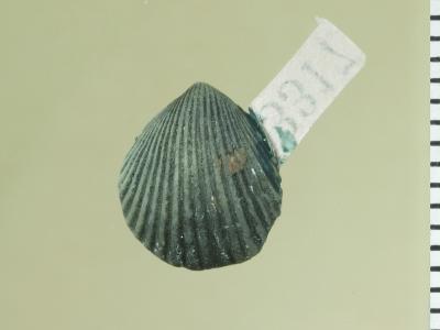 https://files.geocollections.info/large/b9/6d/b96dad42-be6d-45bf-8e7e-c947f9b80ac2.jpg