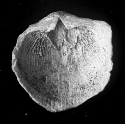https://files.geocollections.info/large/b9/c1/b9c195c1-b100-4cc8-b880-08ad0b0e369e.jpg