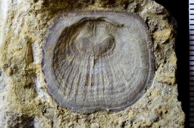 https://files.geocollections.info/large/b9/cf/b9cf3b7f-c954-496f-94c7-38f00709adb6.jpg