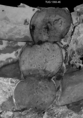 https://files.geocollections.info/large/ba/4c/ba4c960e-1b54-4545-addd-da290d526ff9.jpg