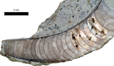 https://files.geocollections.info/large/ba/4e/ba4e274f-35f4-4718-a1a6-646c26a9f05c.jpg