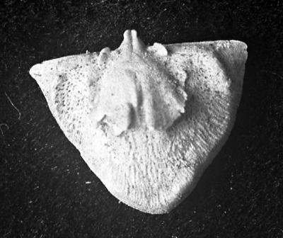 https://files.geocollections.info/large/ba/58/ba586fa0-0bfb-4747-9503-e6ca2298628f.jpg