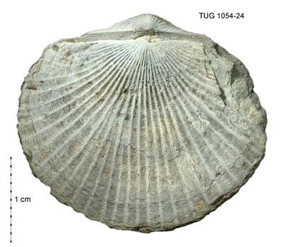 https://files.geocollections.info/large/ba/58/ba58b774-588e-4dfb-bd18-b9092bbd9191.jpg