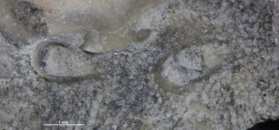 https://files.geocollections.info/large/ba/8b/ba8bde49-e7e9-4807-9851-1c33d68d5d71.jpg