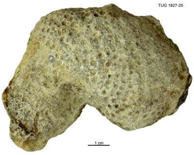 https://files.geocollections.info/large/ba/8d/ba8d34b2-31b7-4f58-9119-f98ad4463374.jpg