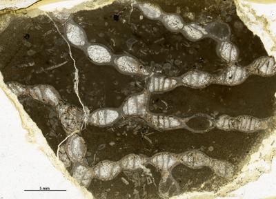 https://files.geocollections.info/large/ba/97/ba9745f5-f635-4db1-92a2-5c26385c2359.jpg