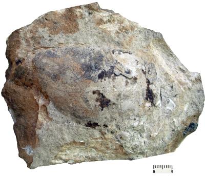 https://files.geocollections.info/large/ba/a7/baa76654-698a-47dc-b7e9-20ddc61cd3f2.jpg