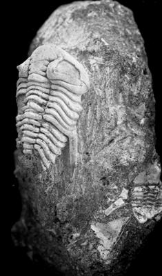 https://files.geocollections.info/large/ba/d7/bad7dc60-5ac3-43ea-8ba2-408b7bf48324.jpg
