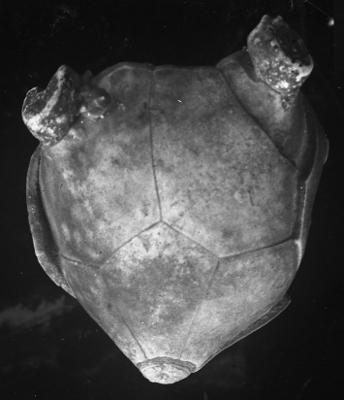 https://files.geocollections.info/large/ba/da/badac39d-fffc-4452-949b-b596dbf95d11.jpg