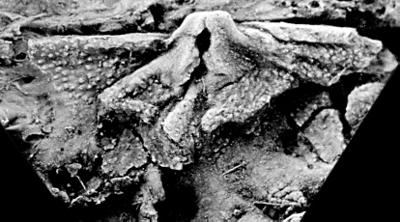 https://files.geocollections.info/large/ba/f8/baf8bdd3-1bf1-4363-a9f7-3491d127fae2.jpg