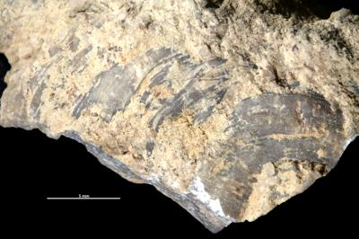https://files.geocollections.info/large/ba/fd/bafd0b2b-67f7-43b7-affe-edb9df525115.jpg