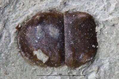 https://files.geocollections.info/large/ba/fd/bafd894e-6def-48b7-925f-64a9bdb70fb4.jpg