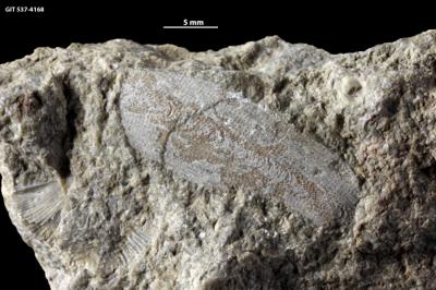 https://files.geocollections.info/large/bb/1b/bb1bc749-1c83-4120-9213-3c904aa48d25.jpg