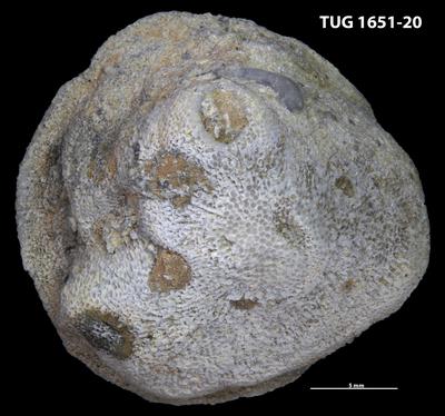 https://files.geocollections.info/large/bb/36/bb36469a-b214-4b05-9b09-d0e93ad5f382.jpg