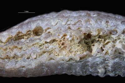 <i></i><br />Kohtla-Järve,  m, Kukruse Stage