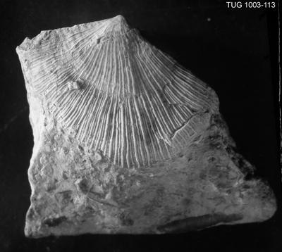 https://files.geocollections.info/large/bb/71/bb719f6a-bfff-41cf-8376-dfed5850aa8d.jpg